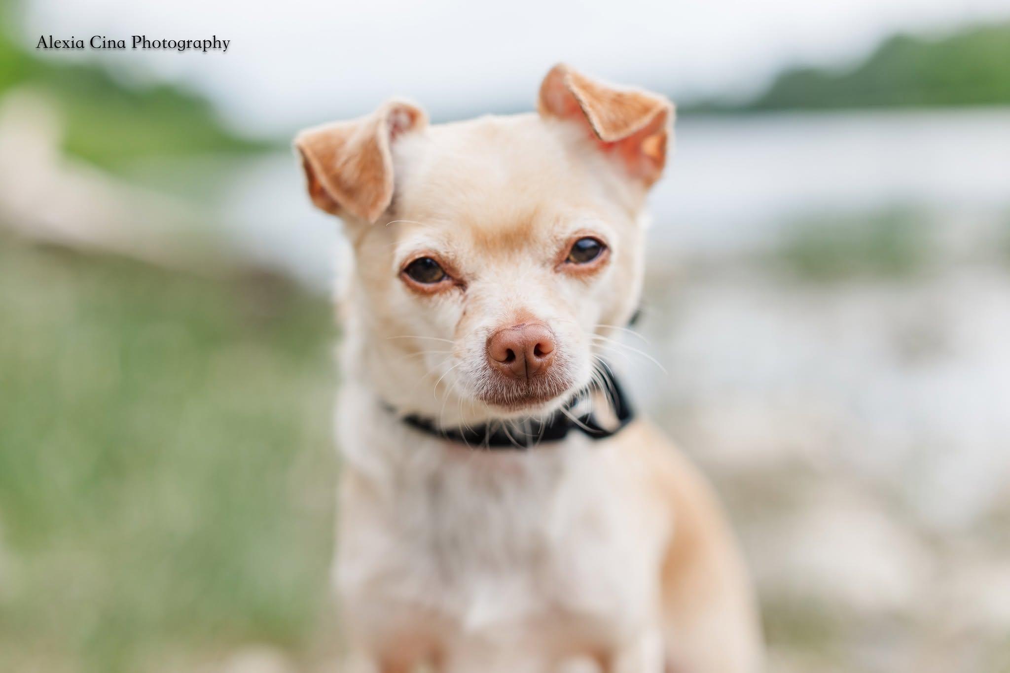 Enlarge Poco, a ADOPTABLE Chihuahua in Drumbo, ON image 3/4