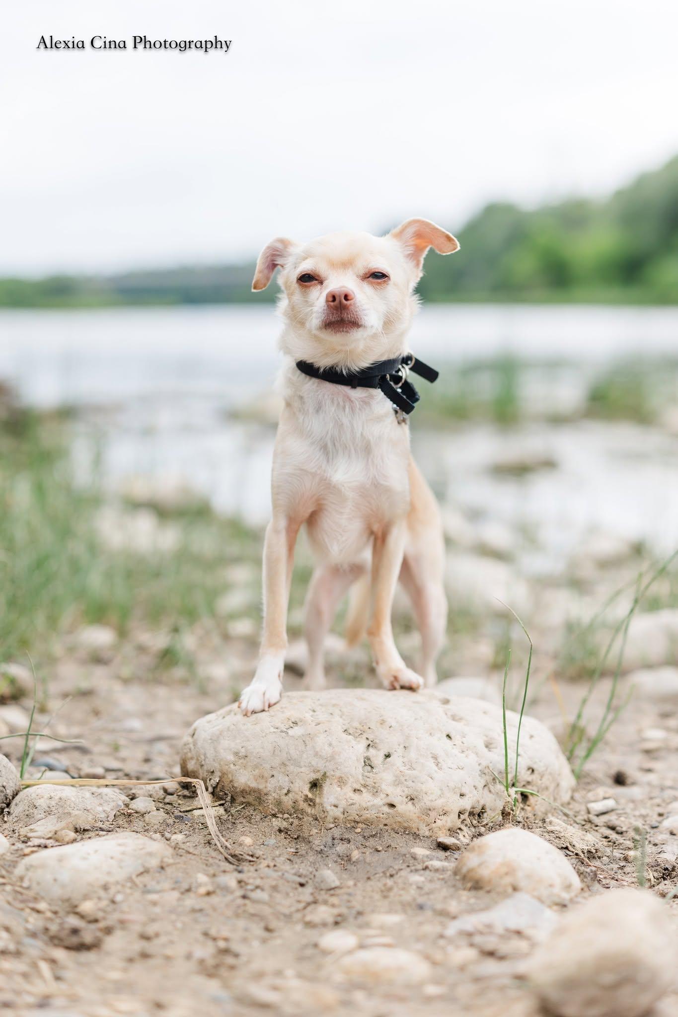 Enlarge Poco, a ADOPTABLE Chihuahua in Drumbo, ON image 4/4