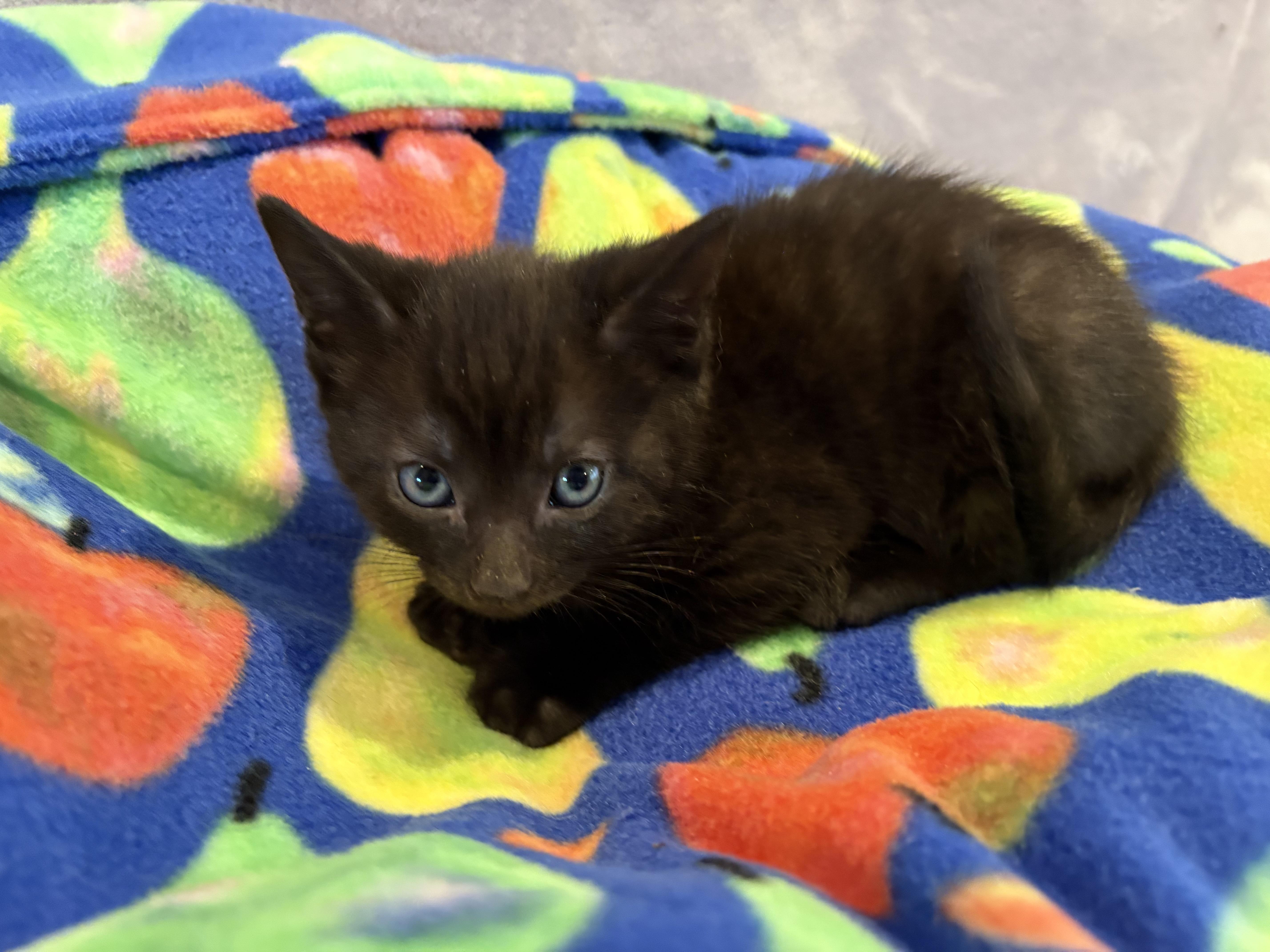 Cocoa, Baby Male Domestic Medium Hair