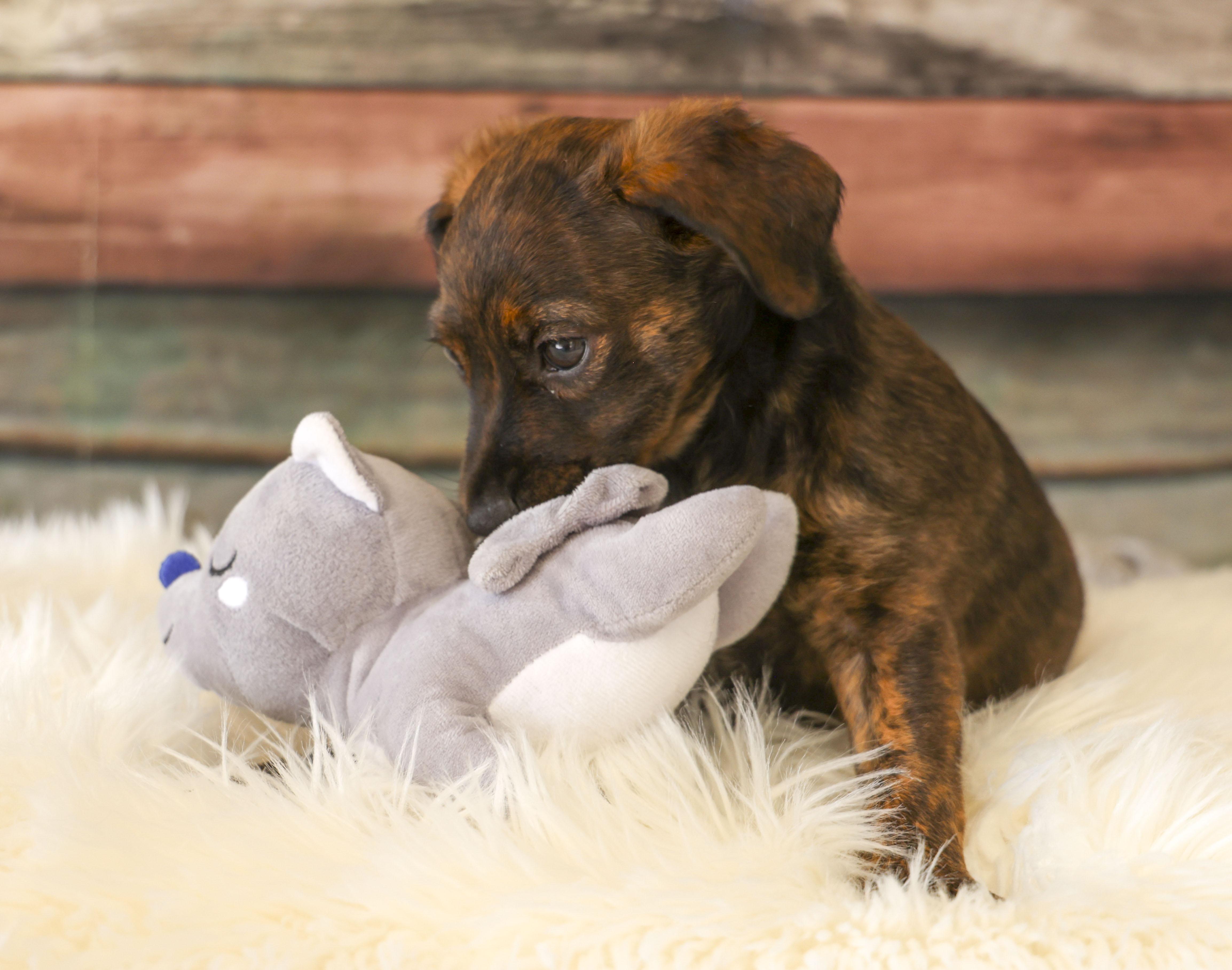 Enlarge Foster Puppy Paisley, an adopted mixed breed in Casa Grande, AZ image 2/4