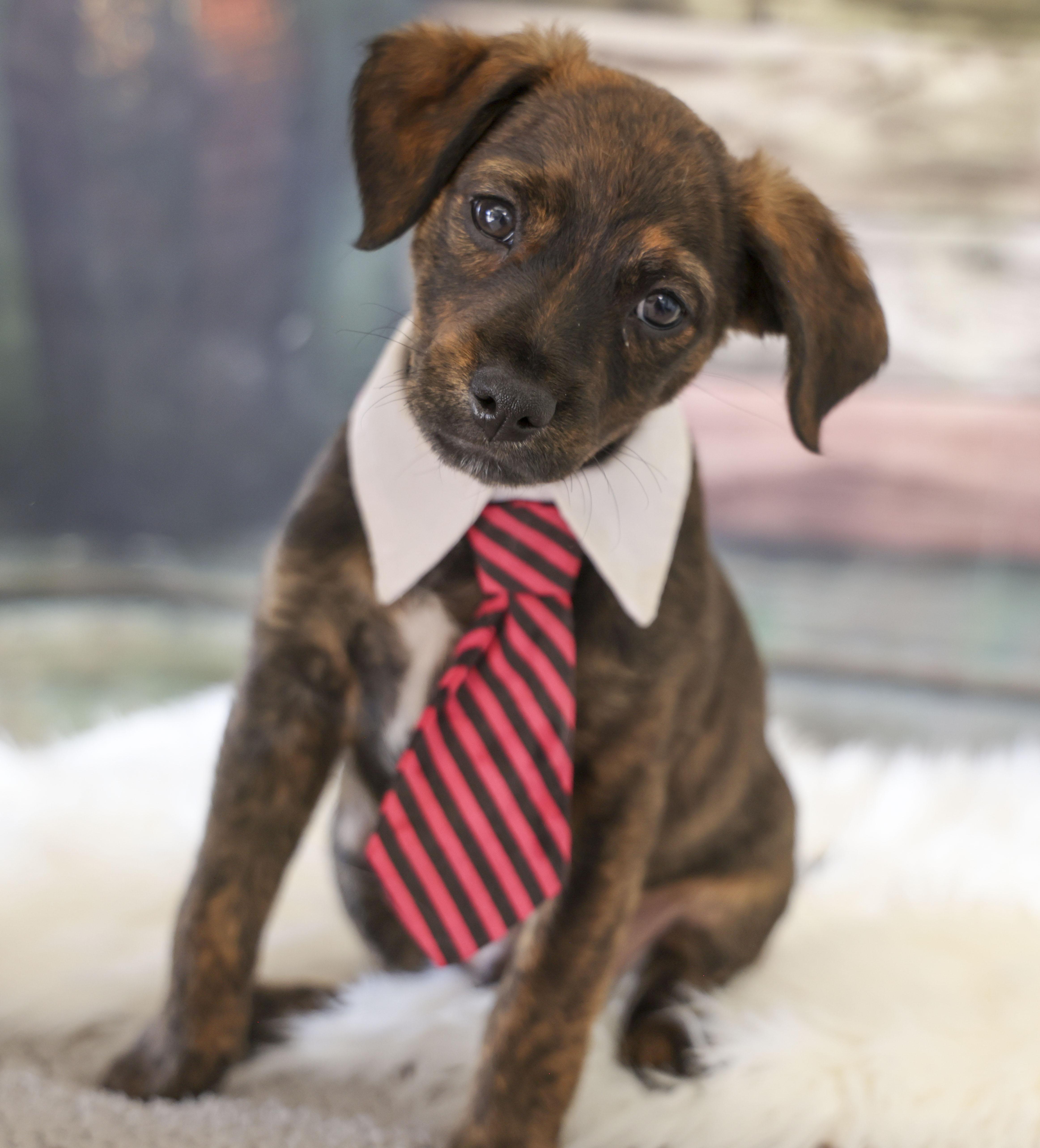 Enlarge Foster Puppy Paisley, an adopted mixed breed in Casa Grande, AZ image 4/4