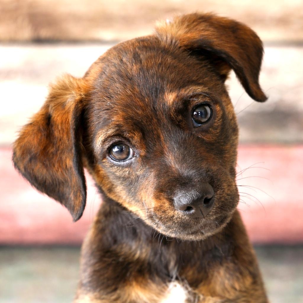 Foster Puppy Paisley, adopted, Puppy Male Terrier & Chihuahua.