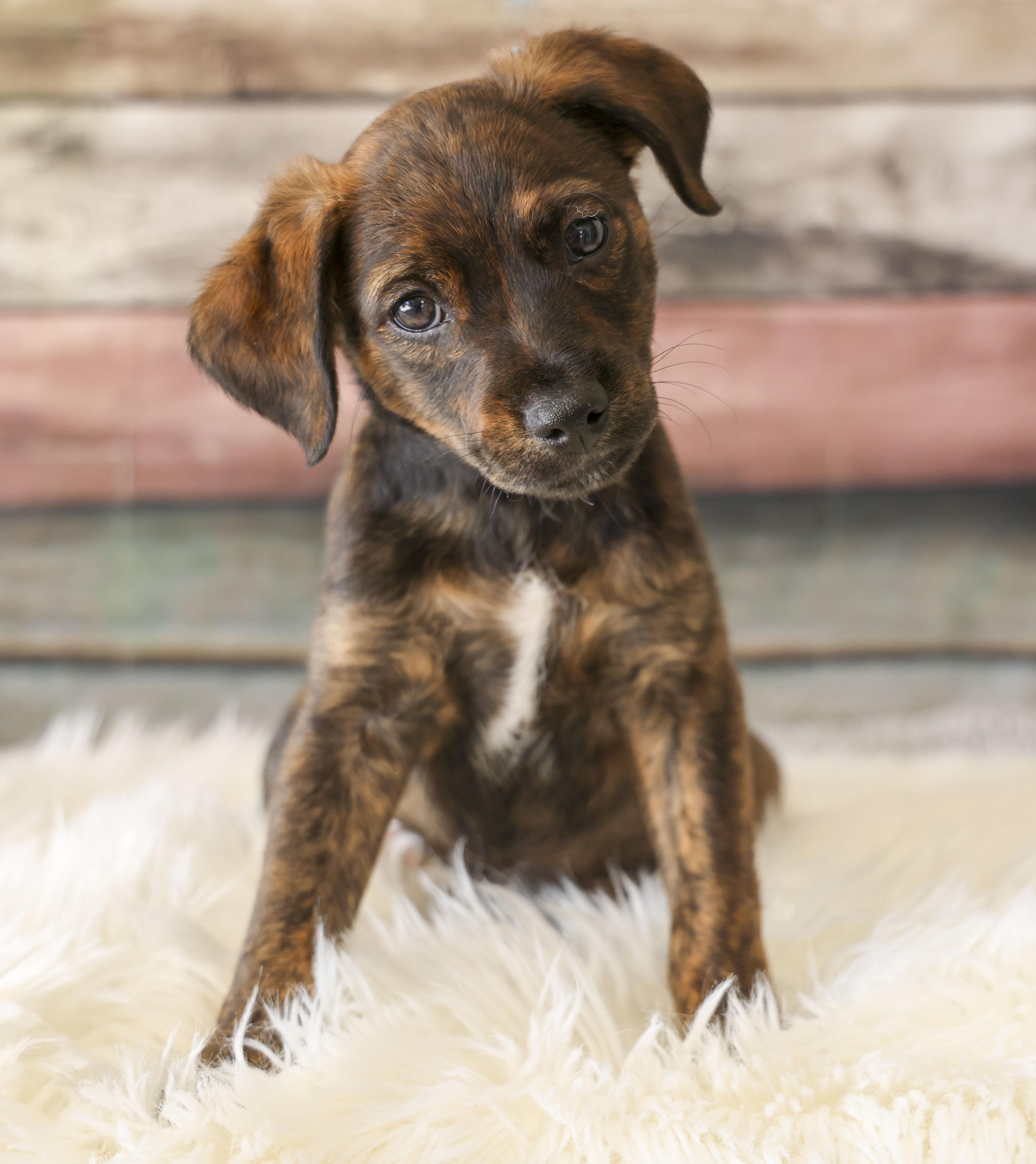 Enlarge Foster Puppy Paisley, an adopted mixed breed in Casa Grande, AZ image 3/4