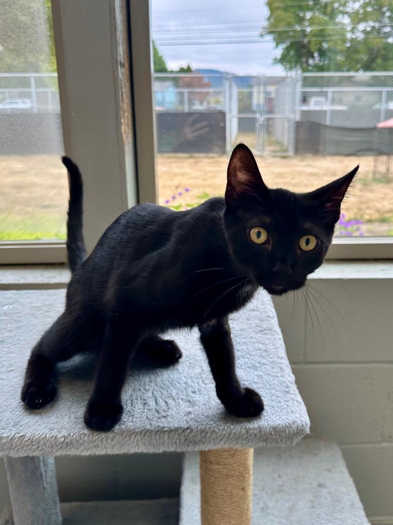 Enlarge Jones, a Adoptable mixed breed in Newberg, OR image 1/4