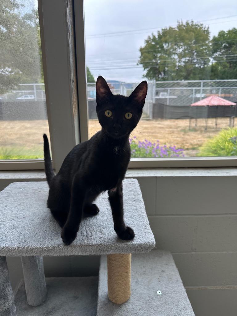 Enlarge Jones, a Adoptable mixed breed in Newberg, OR image 2/4