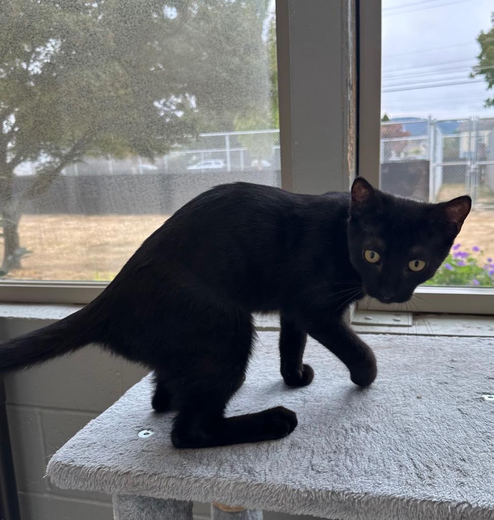 Enlarge Jones, a Adoptable mixed breed in Newberg, OR image 4/4