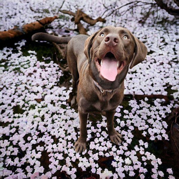 Enlarge Harvey, a Adoptable Labrador Retriever in Hastings, MN image 2/3