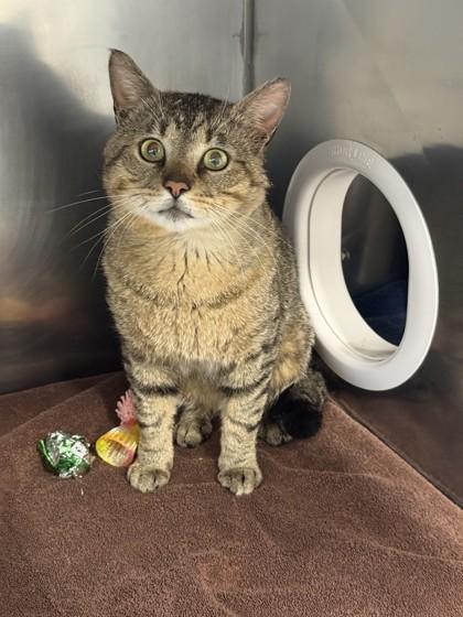 Enlarge Hulk, a Adoptable mixed breed in Scotia, NY image 1/3