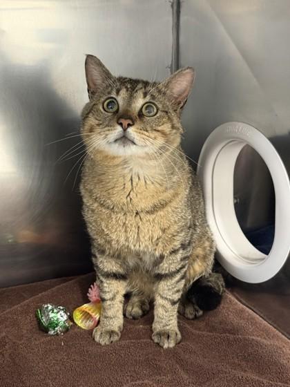 Enlarge Hulk, a Adoptable mixed breed in Scotia, NY image 2/3