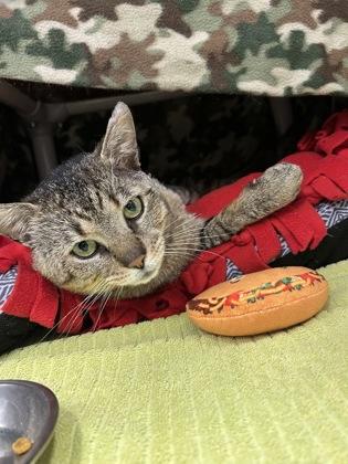 Enlarge Hulk, a Adoptable mixed breed in Scotia, NY image 3/3