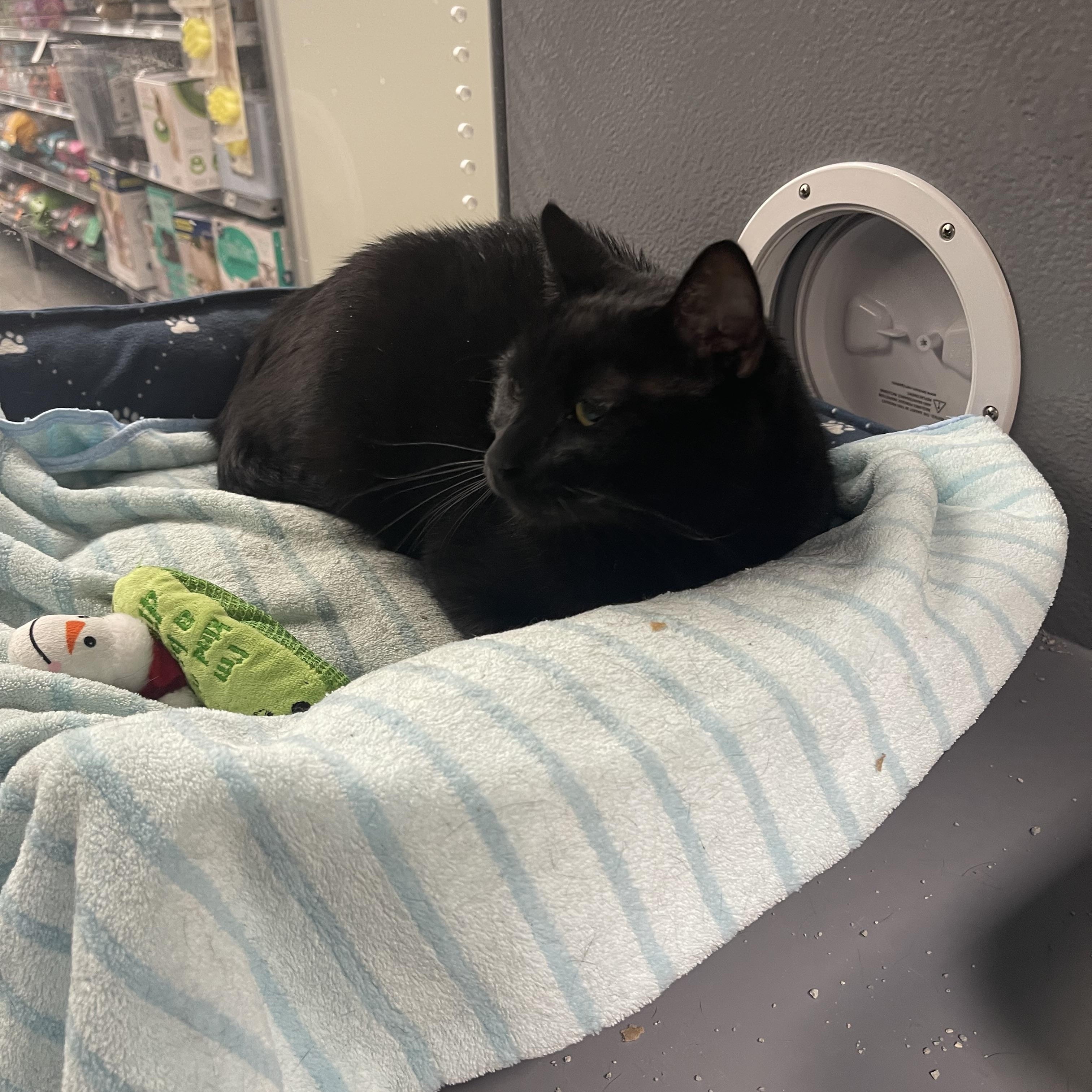 Bob, a ADOPTABLE Domestic Short Hair in Highland, IN image 2/2