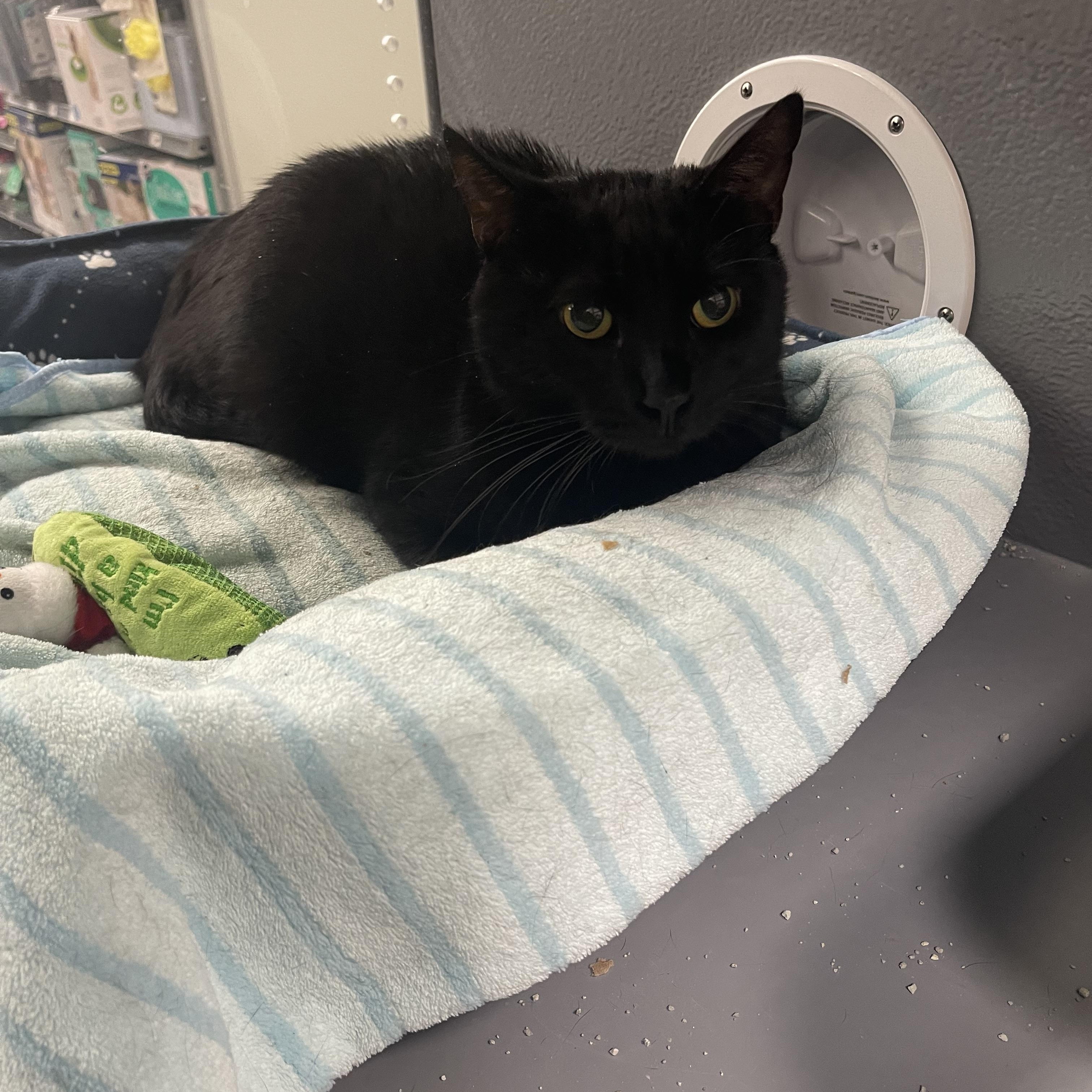 Bob, ADOPTABLE, Adult Male Domestic Short Hair.