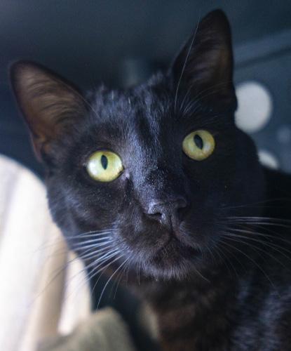 Churu, Young Male Domestic Short Hair