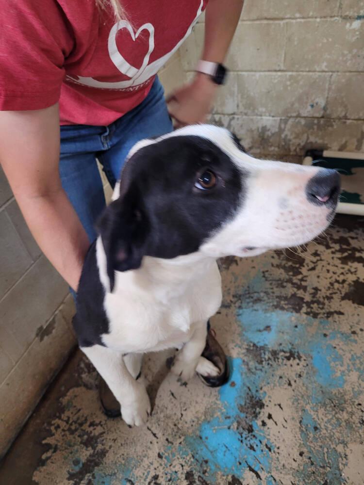 Spade, Adoptable, Puppy Male Labrador Retriever.
