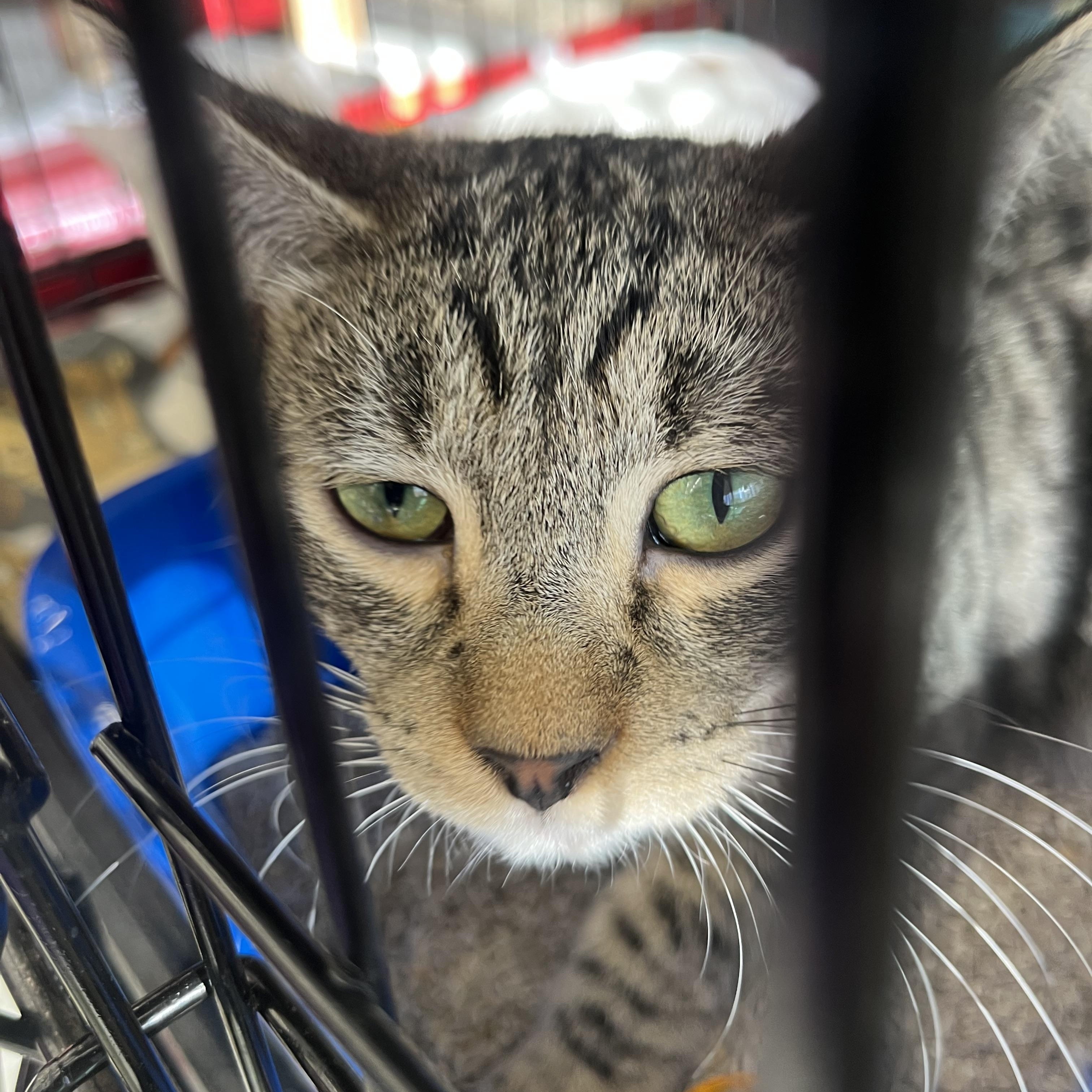 Tiger N., Adoptable, Young Male Tabby.