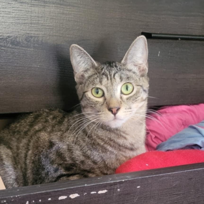 Enlarge Tiger N., a Adoptable Tabby in Sacramento, CA image 1/2