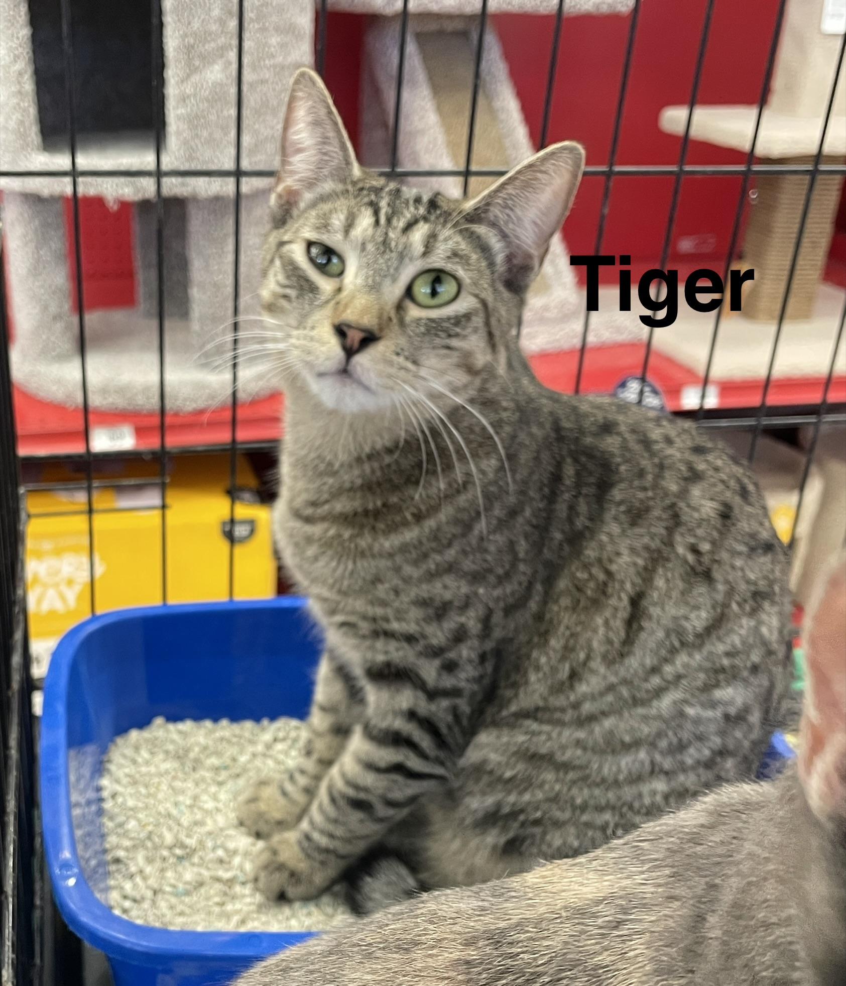 Enlarge Tiger N., a Adoptable Tabby in Sacramento, CA image 2/2