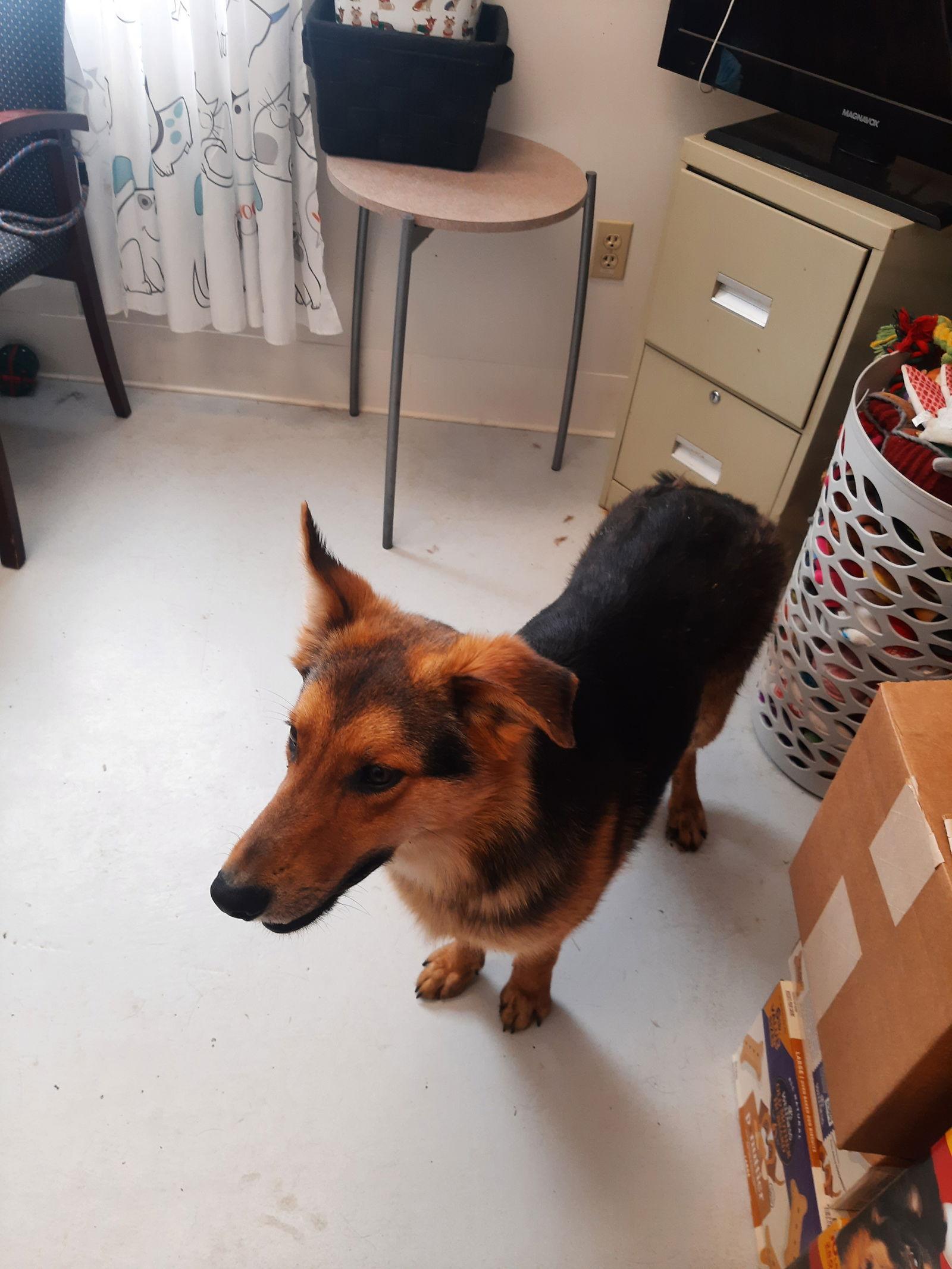 Thor, Adoptable, Young Male German Shepherd Dog & Border Collie.