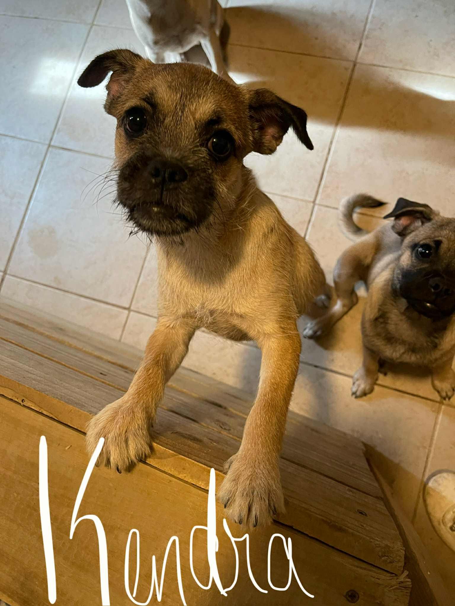 Kendra, Adoptable, Puppy Female Pug & Terrier.