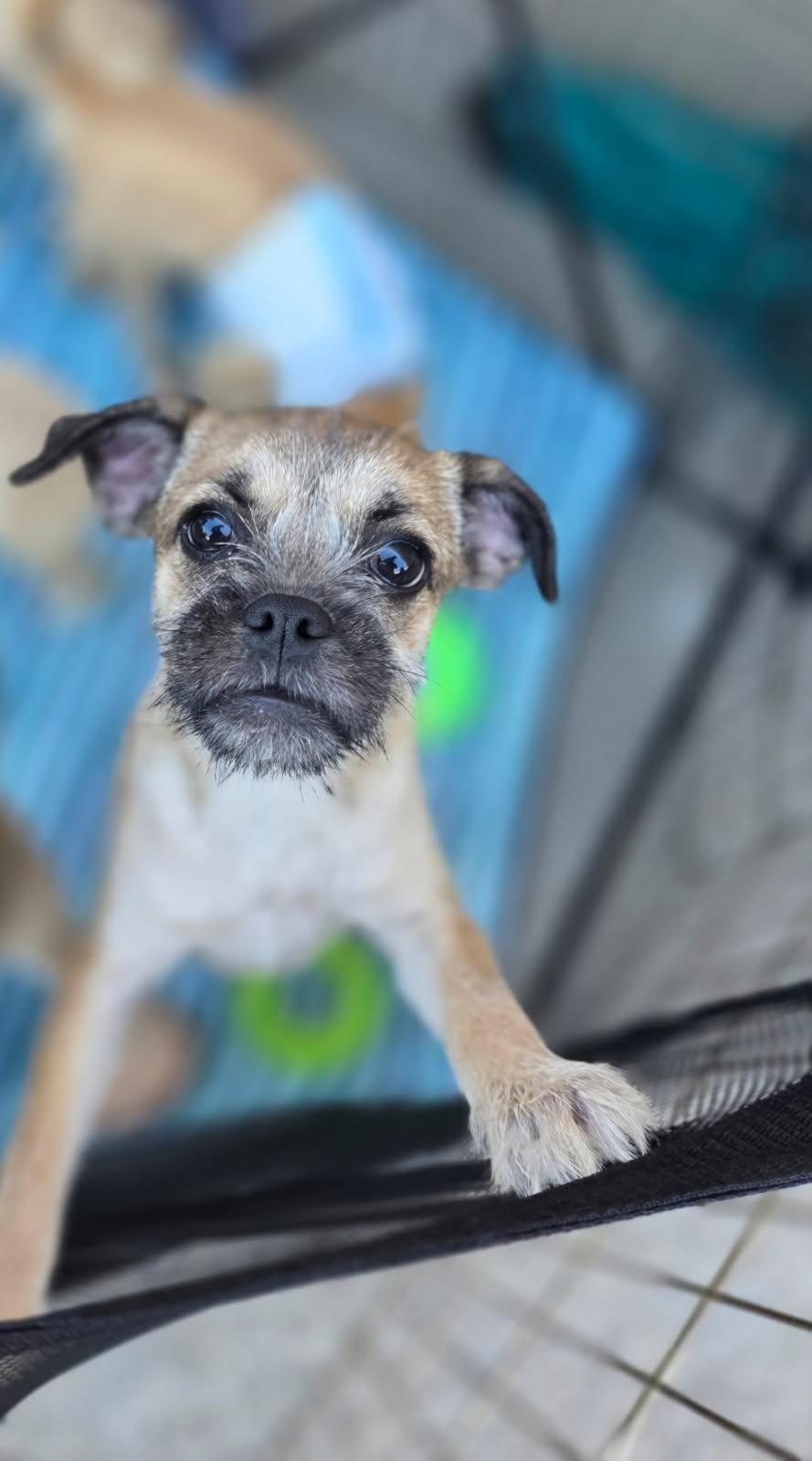 Enlarge Kendra, a Adoptable mixed breed in Morganville, NJ image 2/2