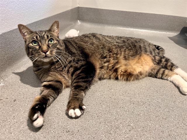 Enlarge OLIVER TWIST, a Adoptable Domestic Short Hair in San Francisco, CA image 1/1