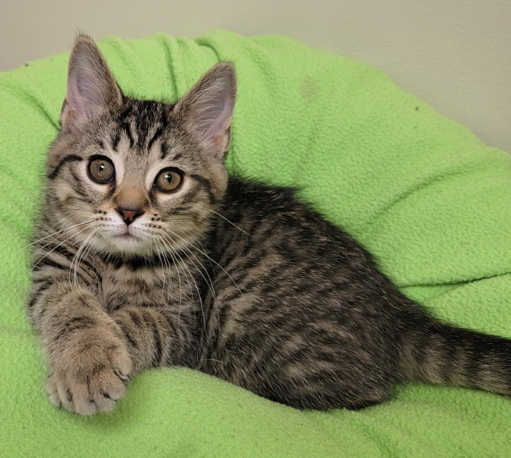 Stevie, a Adoptable mixed breed in Fremont, OH image 1/6