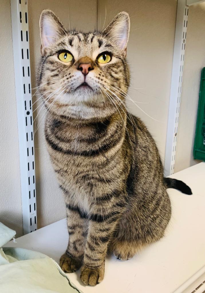 Stevie, Adoptable, Adult Female Domestic Short Hair.