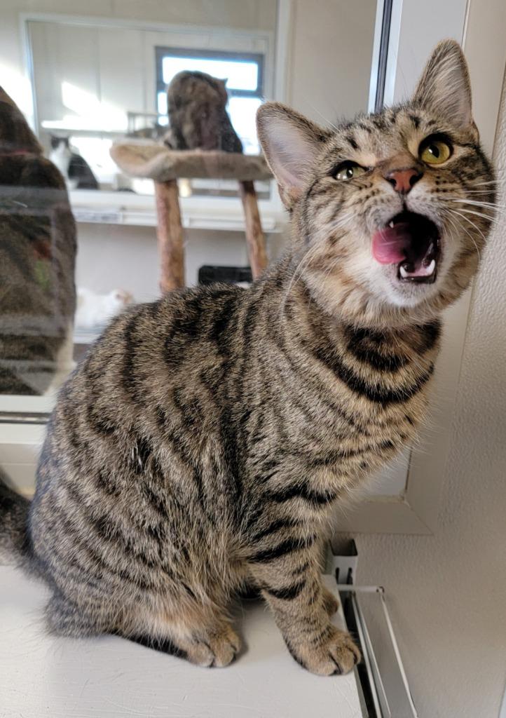 Stevie, Adoptable, Adult Female Domestic Short Hair.