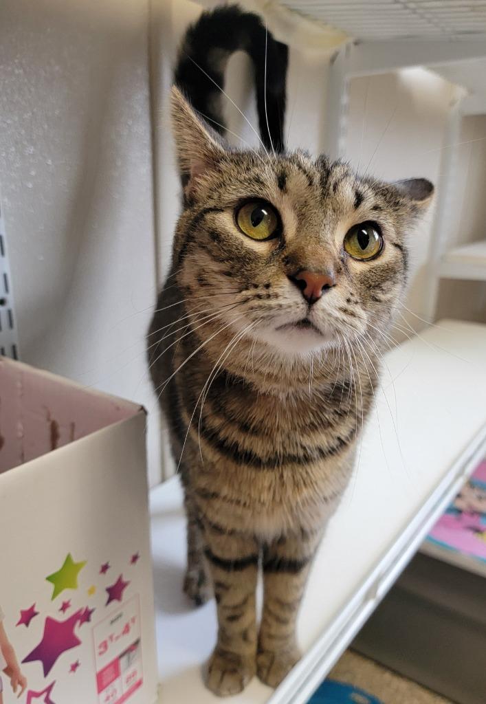 Stevie, a Adoptable mixed breed in Fremont, OH image 2/6