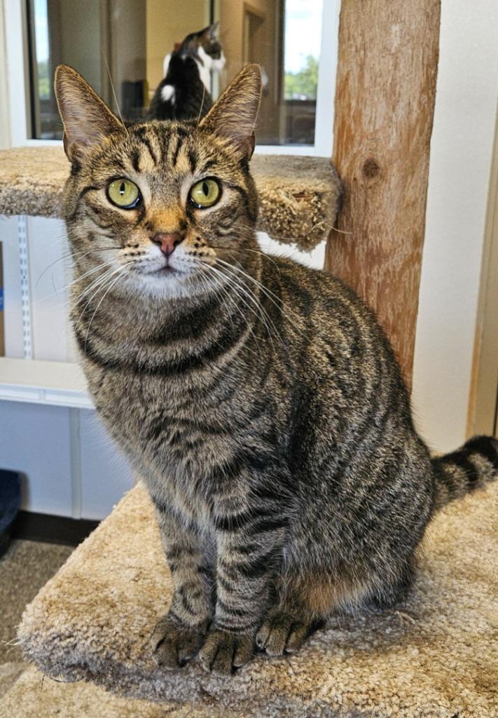 Enlarge Stevie, a Adoptable mixed breed in Fremont, OH image 3/6