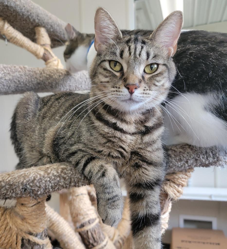 Stevie, a Adoptable mixed breed in Fremont, OH image 4/6