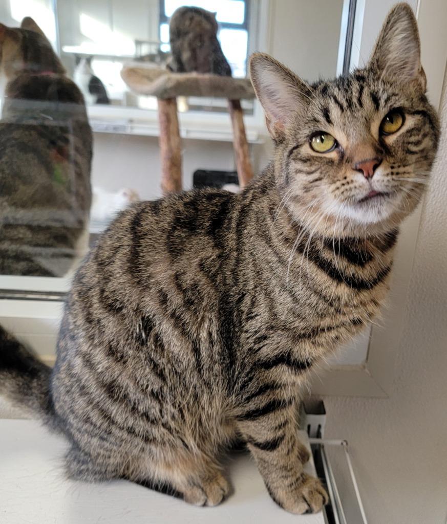 Stevie, a Adoptable mixed breed in Fremont, OH image 5/6