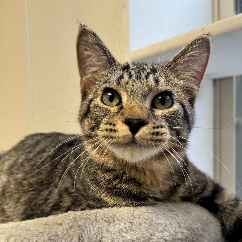 Sleepy, Adoptable, Young Male Domestic Short Hair.