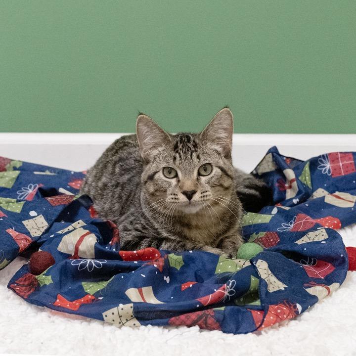 Enlarge Sleepy, a Adoptable Domestic Short Hair in Pekin, IL image 2/6