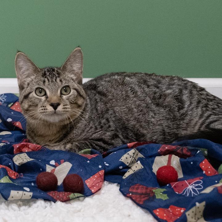 Enlarge Sleepy, a Adoptable Domestic Short Hair in Pekin, IL image 3/6