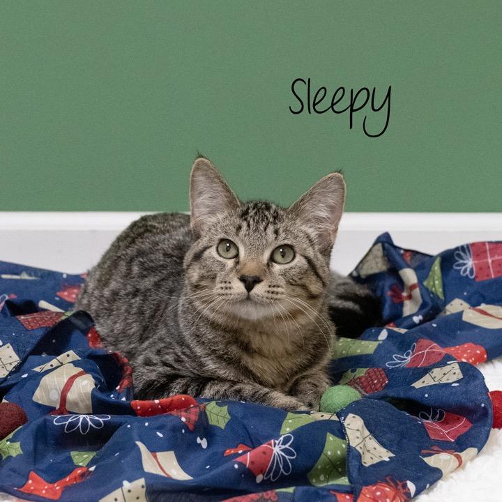 Enlarge Sleepy, a Adoptable Domestic Short Hair in Pekin, IL image 5/6