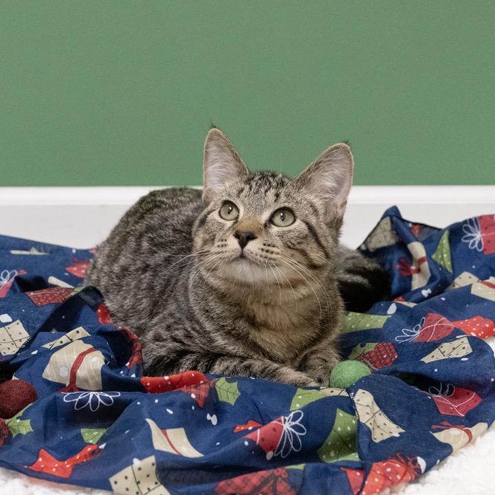 Enlarge Sleepy, a Adoptable Domestic Short Hair in Pekin, IL image 6/6