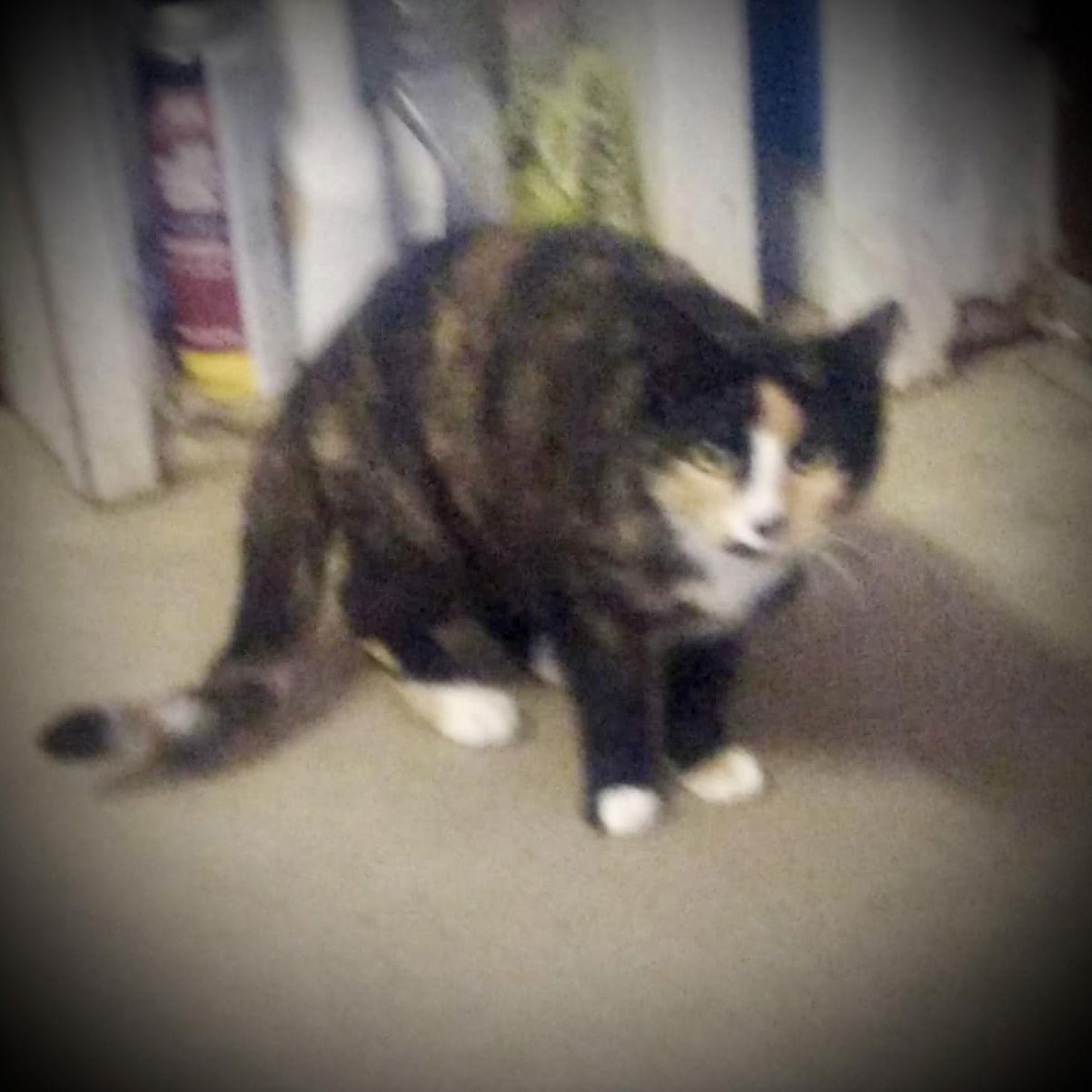 Layla (Torti & white Female 1), Adoptable, Young Female Tortoiseshell.