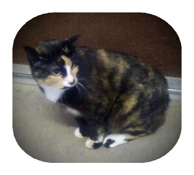 Enlarge Layla (Torti & white Female 1), a Adoptable Tortoiseshell in Piedmont, MO image 2/2
