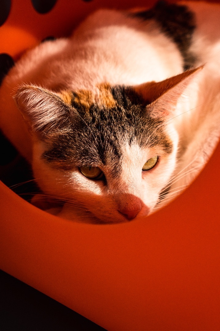 Enlarge Awkwafina, a Adoptable mixed breed in Los Angeles, CA image 1/10