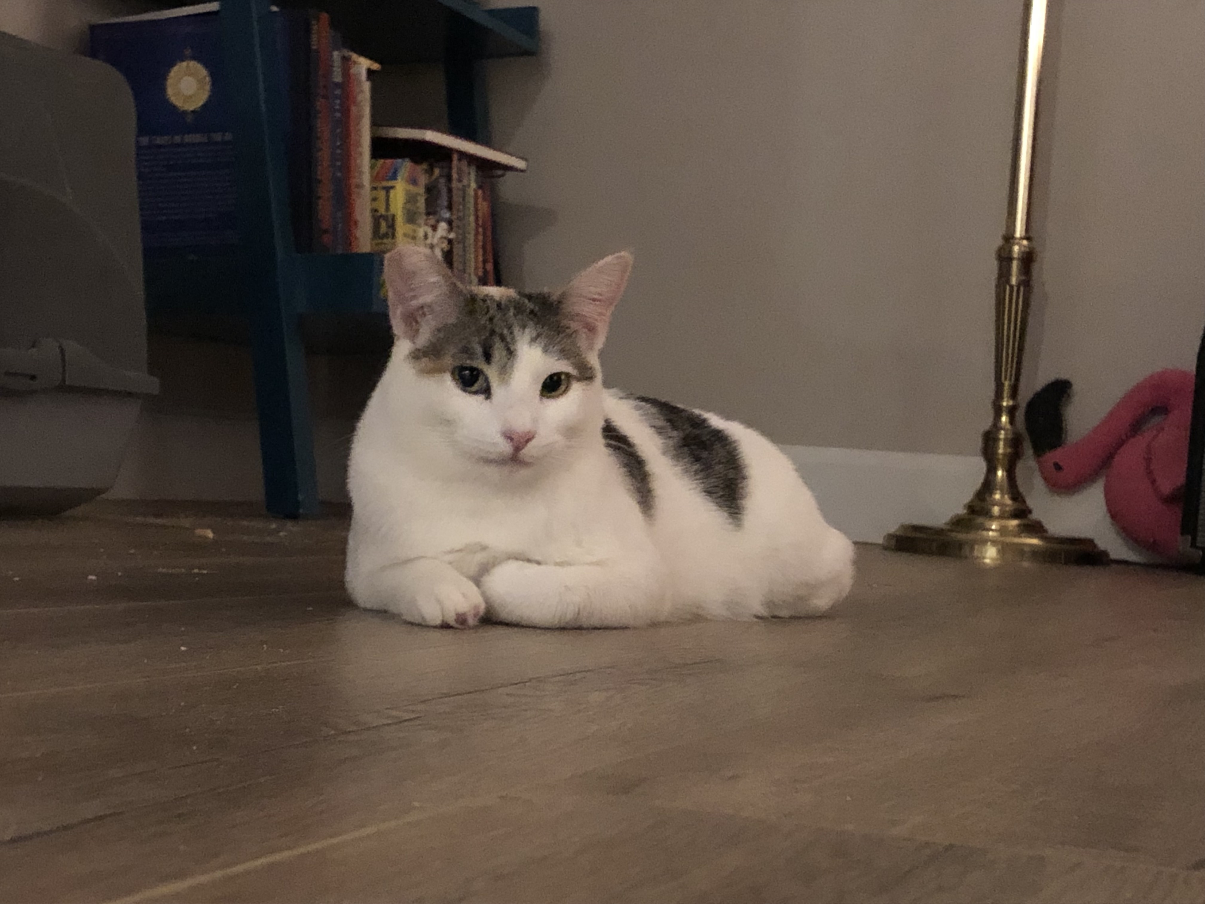 Enlarge Awkwafina, a Adoptable mixed breed in Los Angeles, CA image 2/10