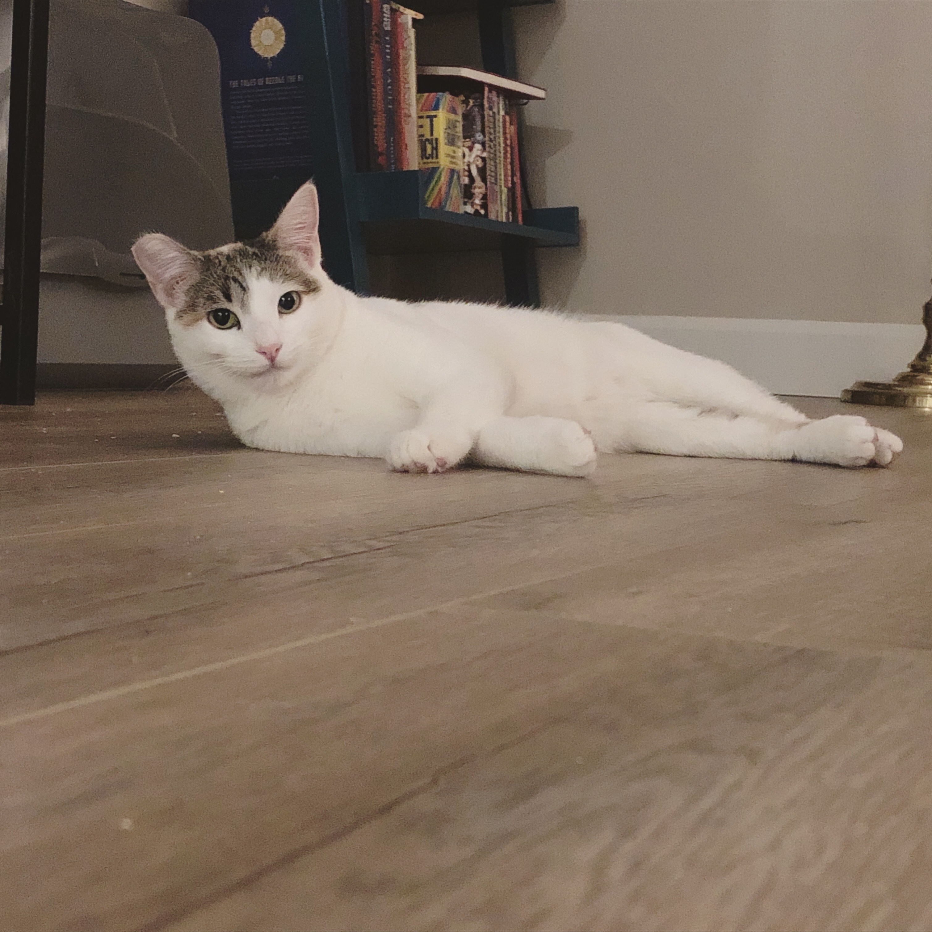 Enlarge Awkwafina, a Adoptable mixed breed in Los Angeles, CA image 3/10