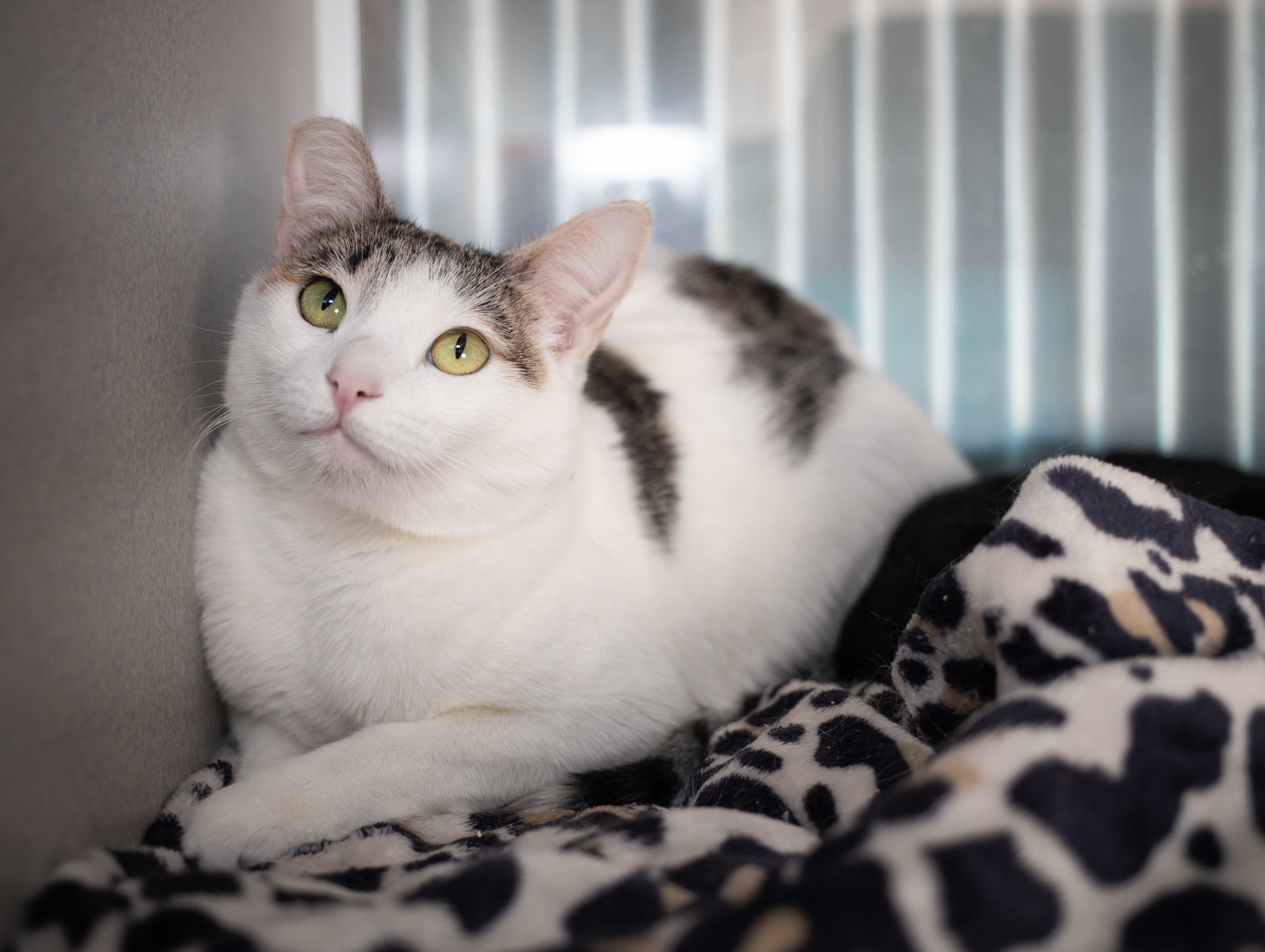 Enlarge Awkwafina, a Adoptable mixed breed in Los Angeles, CA image 4/10