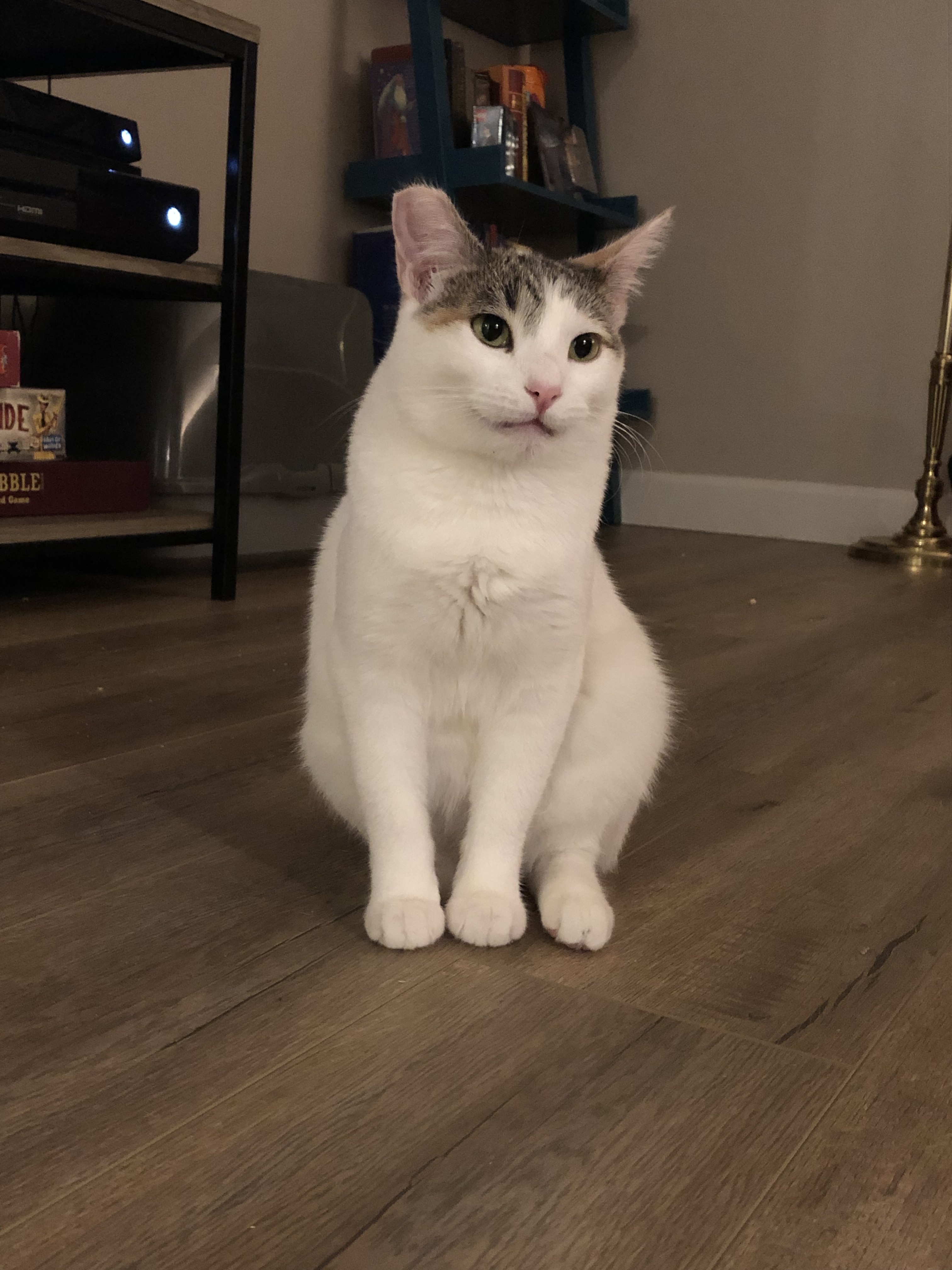 Enlarge Awkwafina, a Adoptable mixed breed in Los Angeles, CA image 5/10