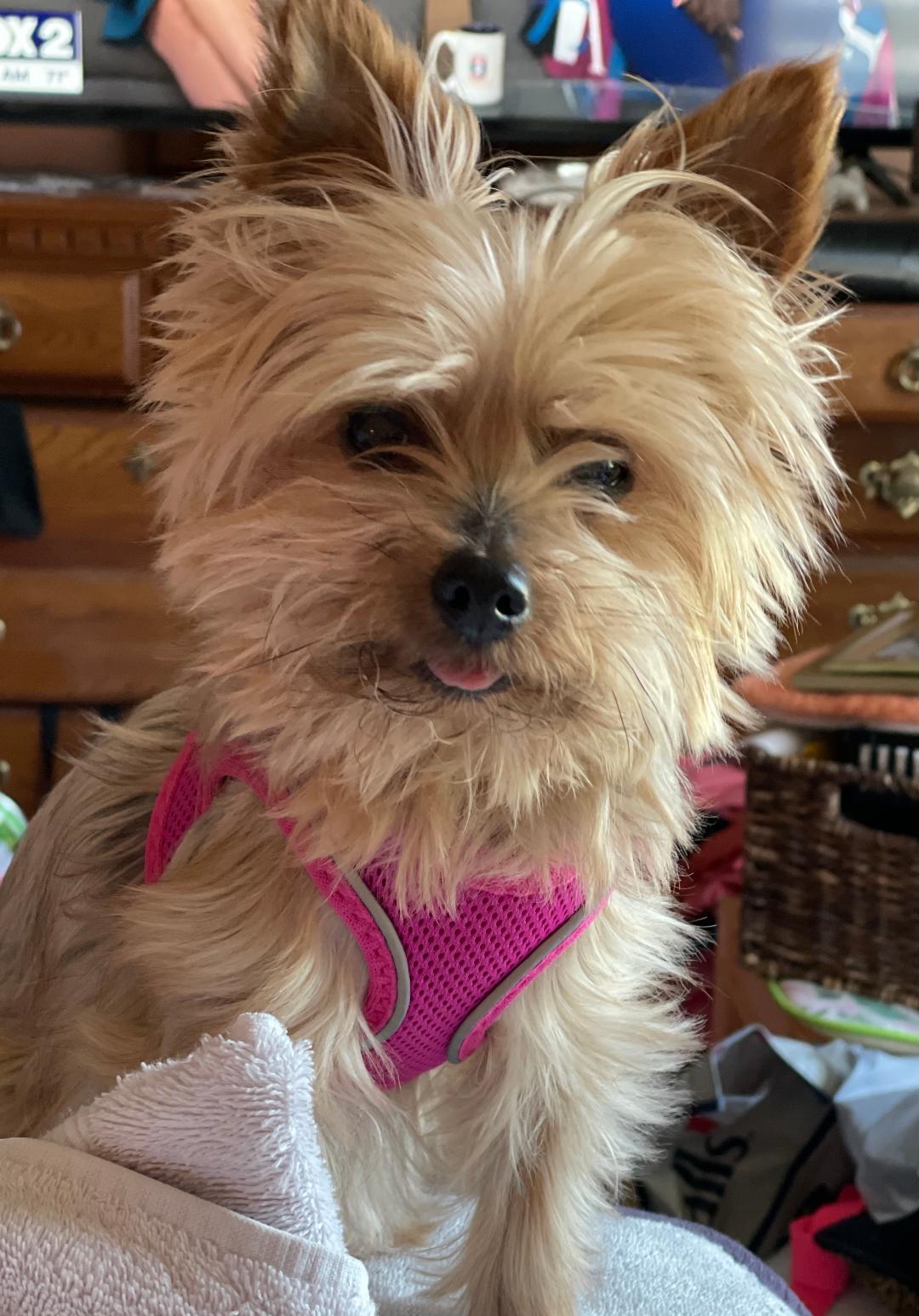 Dog for adoption Roxie 5/13 a Yorkshire Terrier in West Bloomfield Dog for adoption Roxie 5/13 a Yorkshire Terrier in West Bloomfield