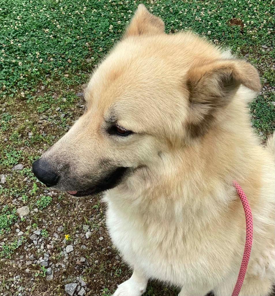 Rocky, Adoptable, Young Male Akita & Great Pyrenees.
