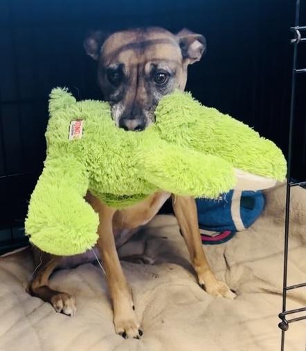 Enlarge Mia, a ADOPTABLE mixed breed in Mansfield, CT image 2/3