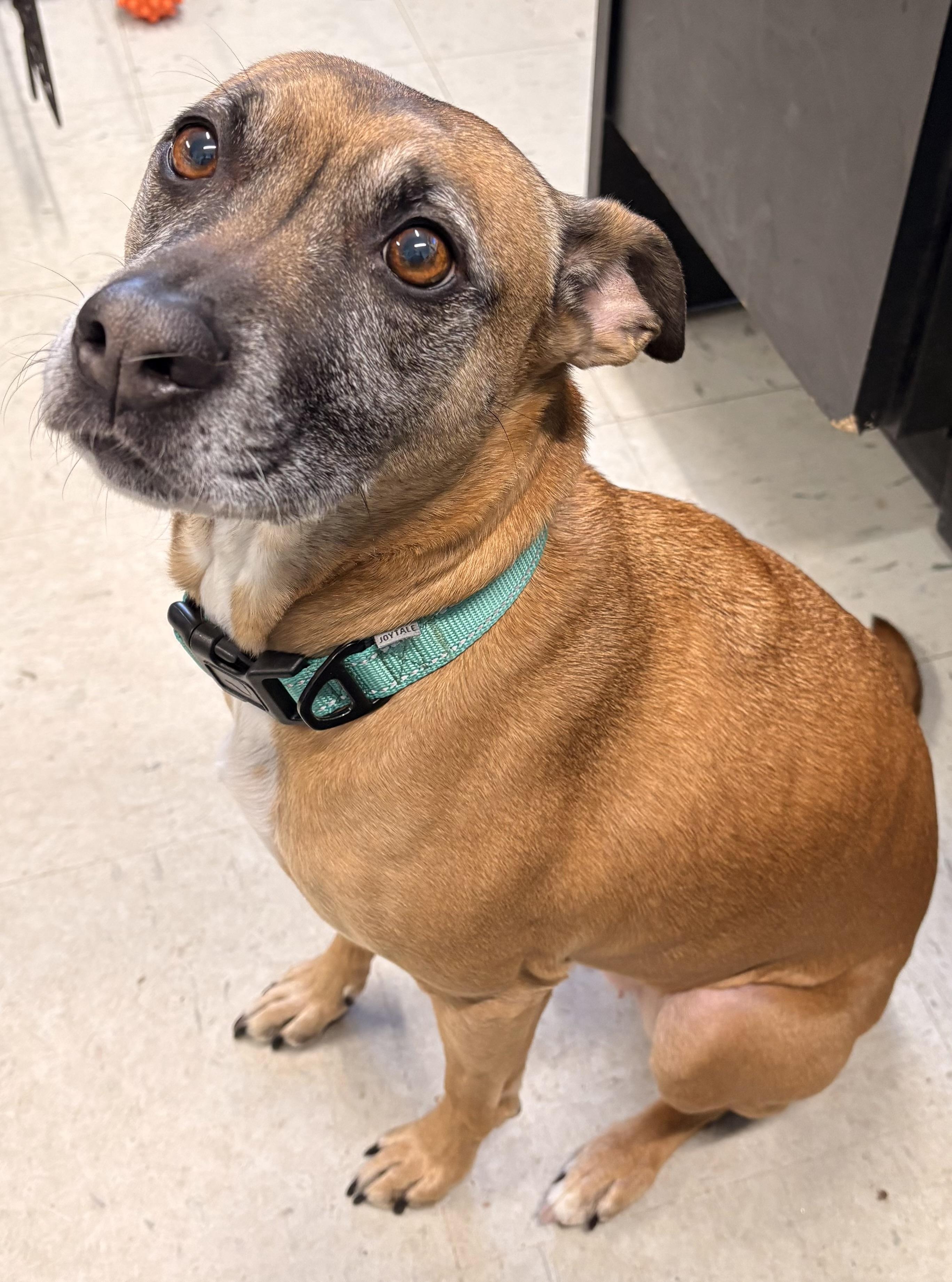 Enlarge Mia, a ADOPTABLE mixed breed in Mansfield, CT image 1/3