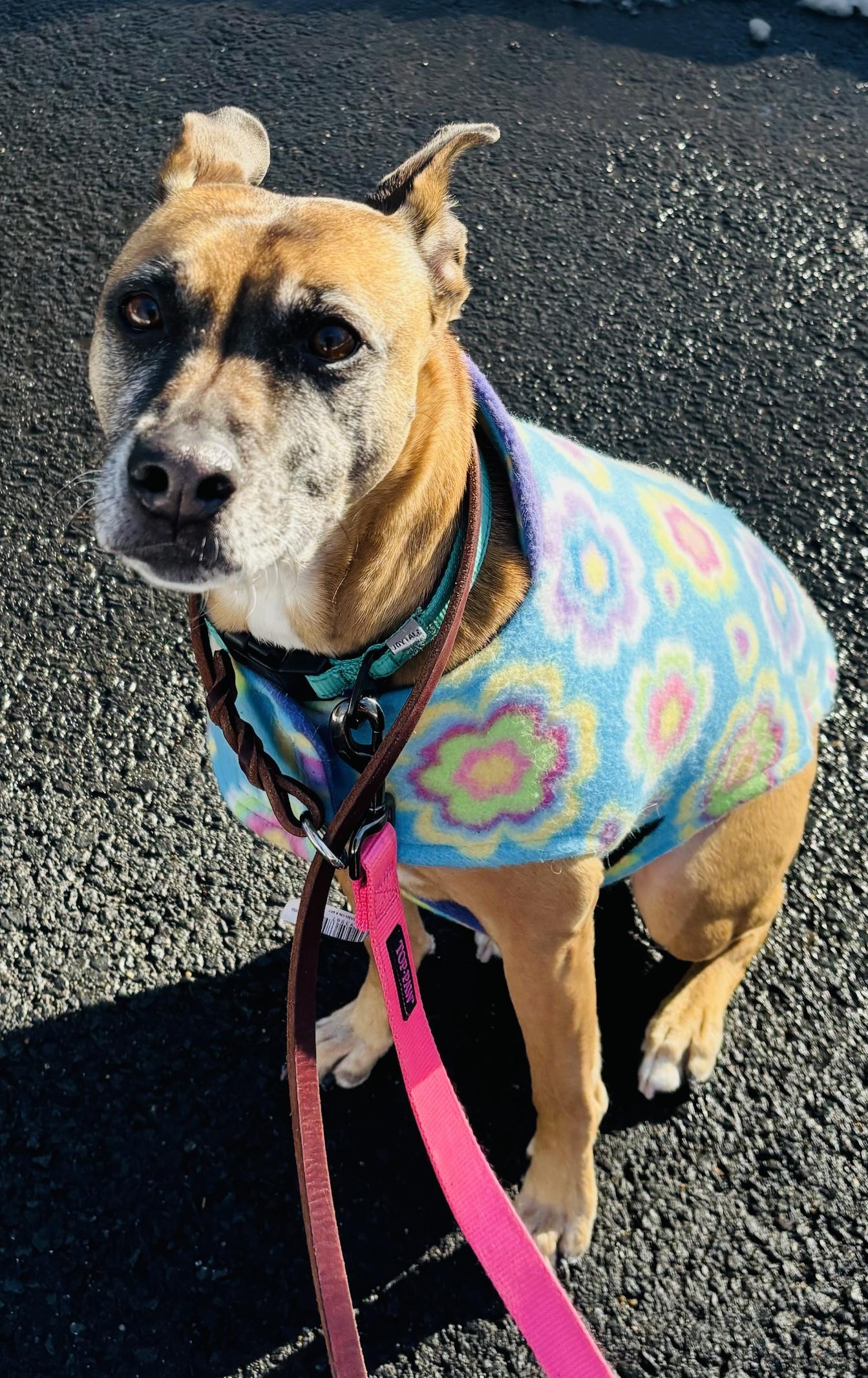 Enlarge Mia, a ADOPTABLE mixed breed in Mansfield, CT image 3/3