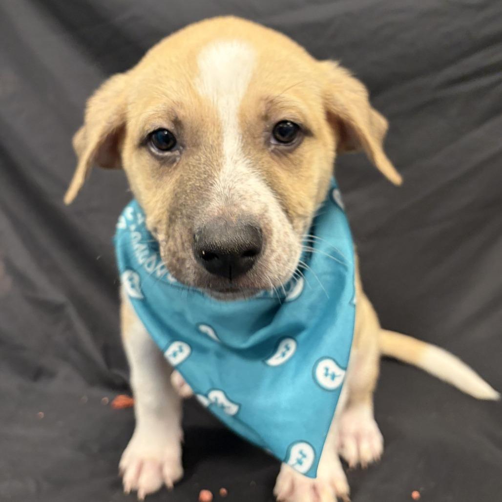 Enlarge Cinnamon, a Adoptable Mixed Breed in Canal Winchester, OH image 2/2